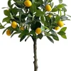 Drzewko cytrynowe Lemoni 158