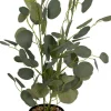 Roślina Florino 120