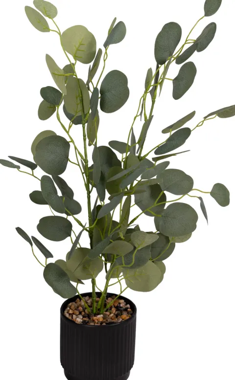 Roślina Florino 120