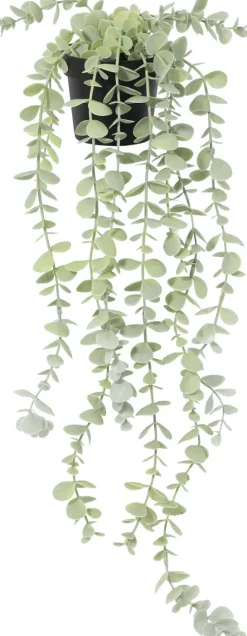 Roślina Florino 138
