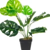 Roślina Tasso monstera 63
